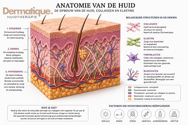 Schematisch overzicht huidstructuur collageen elastine huidveroudering